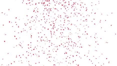 los pétalos de las rosas cayendo.