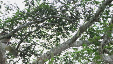 Seen-perched-on-a-branch-then-flies-to-another-branch-on-top-of-a-tree-deep-into-the-jungle,-Philippine-Eagle-Pithecophaga-jefferyi,-Philippines