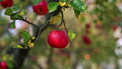Delicious ripe red apple hanging on the branch. Close up. Harvesting season at the farmlands. Blurred backdrop.