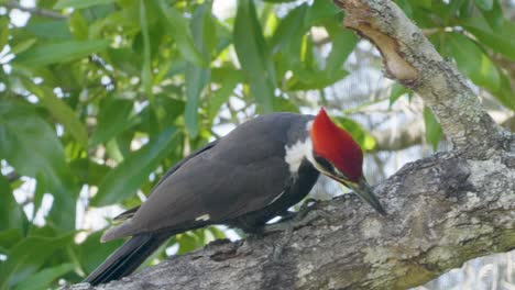 A vibrant pileated woodpecker clings to a tree trunk, surrounded by leafy green branches in a sunny forest