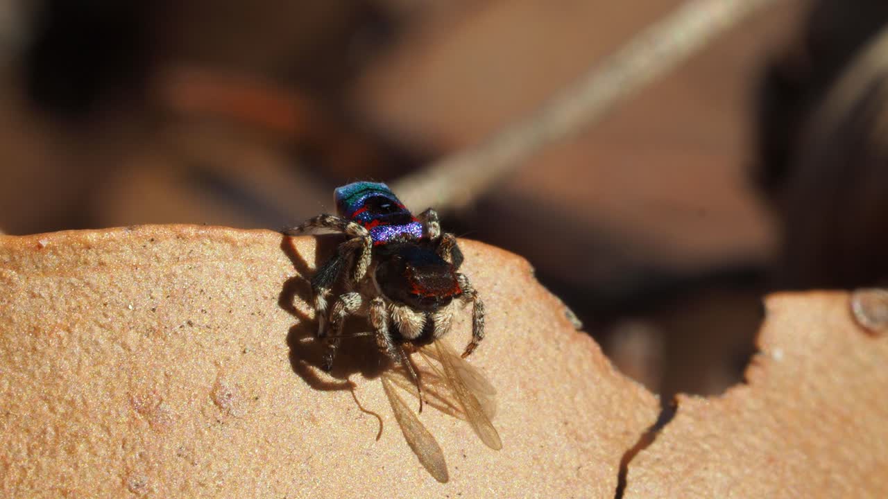 먹이를 먹고 버리는 수컷 공작 거미