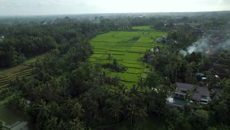 Terraced-Rice-Field-Paddy's-in-Ubud,-Bali---Aerial-Drone-View