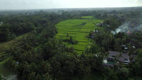 terraced rice field paddy's in ubud, bali - aerial drone view