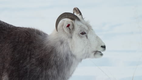 in the heart of yukon’s frozen terrain, tagged dall sheep with big horns graze in the deep winter snow. a majestic herd scene showcasing their survival among canada’s alpine cattle.