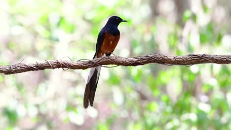 Shama-De-Rabadilla-Blanca-Encaramado-En-Una-Vid-Con-Fondo-Bokeo-Del-Bosque,-Copsychus-Malabaricus,-En-Cámara-Lenta