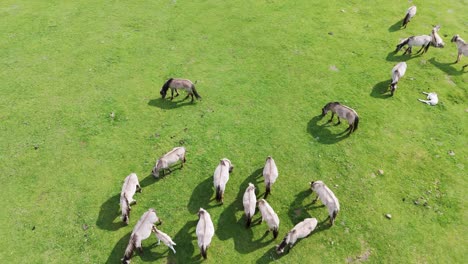 Wild-Horses-and-Auroxen-Cows-Running-in-the-Field-of-Pape-National-Park,-Latvia