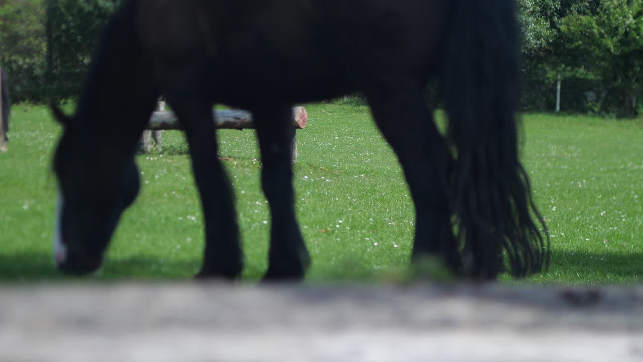 Curious Cat Walks Gracefully Beneath Grazing Black Friesian Horse