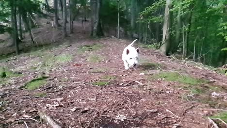 cute small west highland terrier walking up the hill in the woods