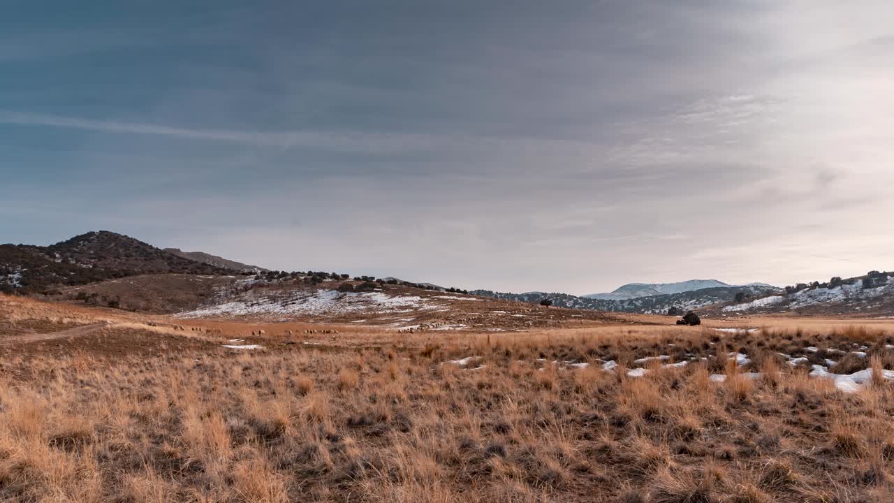 cientos o miles de ovejas domesticadas pastando en un pasto del desierto en invierno - lapso de tiempo de zoom