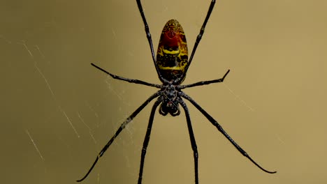 Macro-Primer-Plano-De-La-Araña-De-Seda-De-Rayas-Amarillas-Descansando-En-La-Red-Web-Al-Aire-Libre