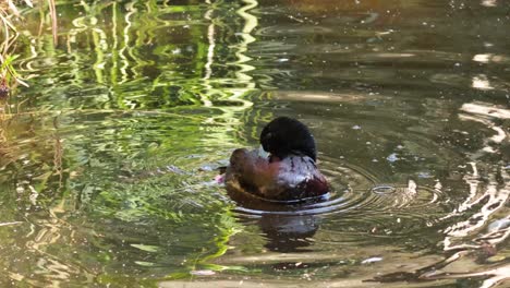 un pato nadando y aseándose en un estanque