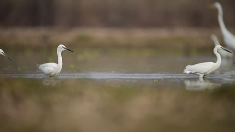 the little and great egrets fishing in lake