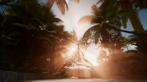 Sunset-Beams-through-Palm-Trees