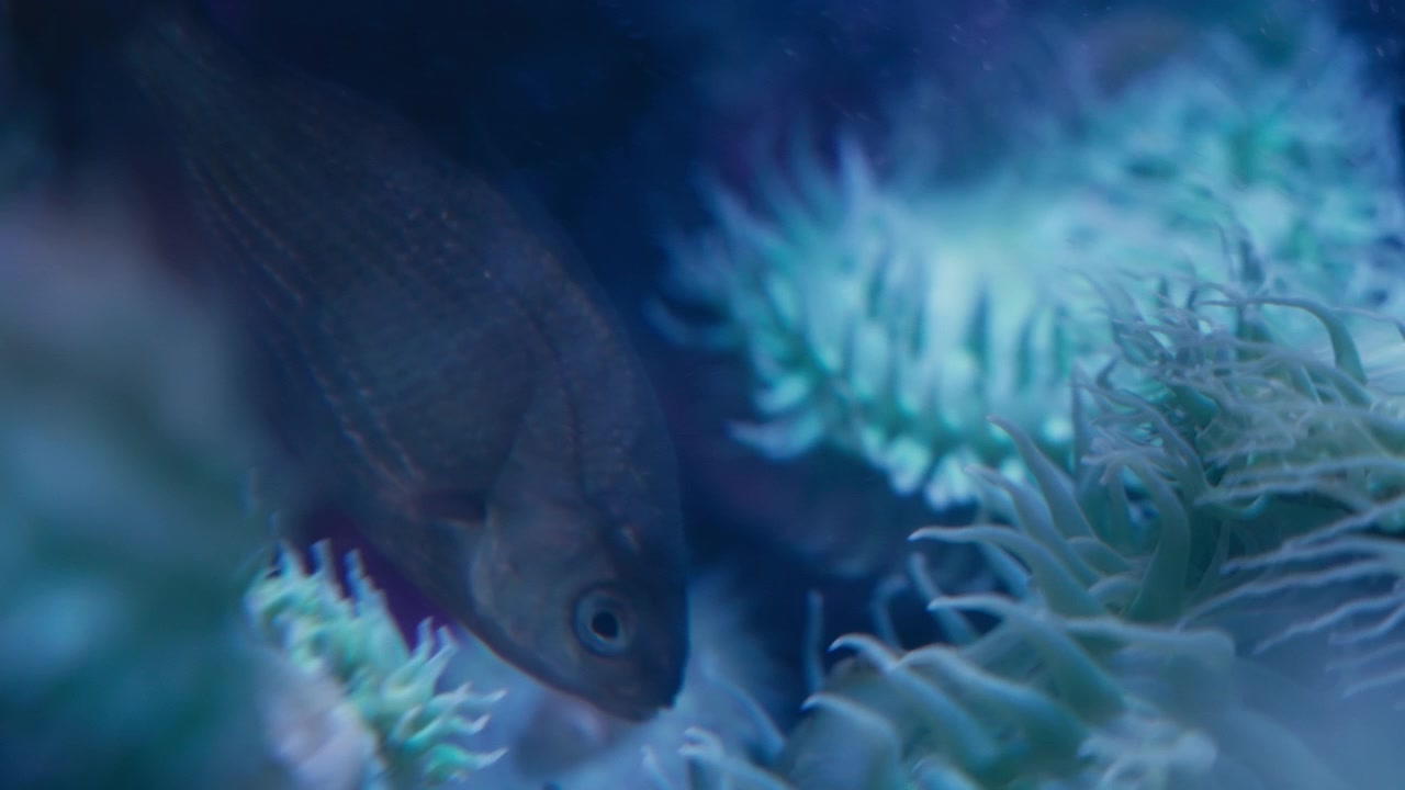 Tampilan dekat ikan kakap bergaris yang berenang di antara anemon laut.