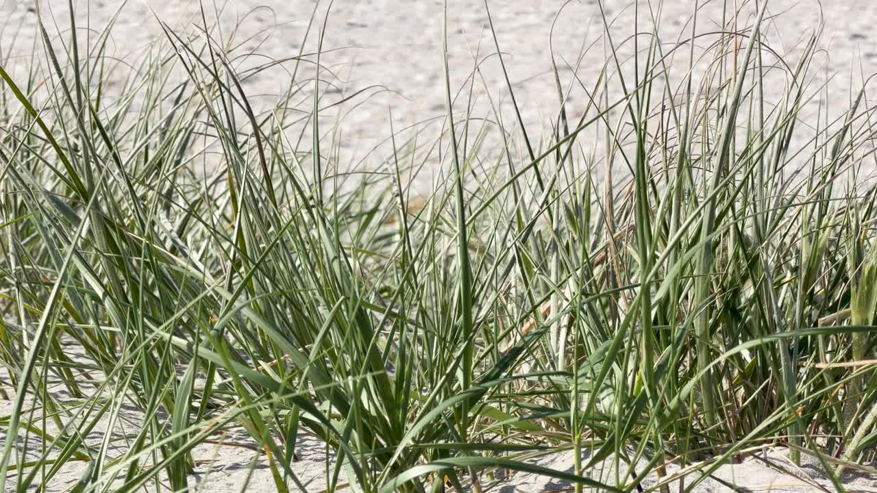 Native spinifex grass gently moves in bright daylight, stabilizing sandy coastal dune environment