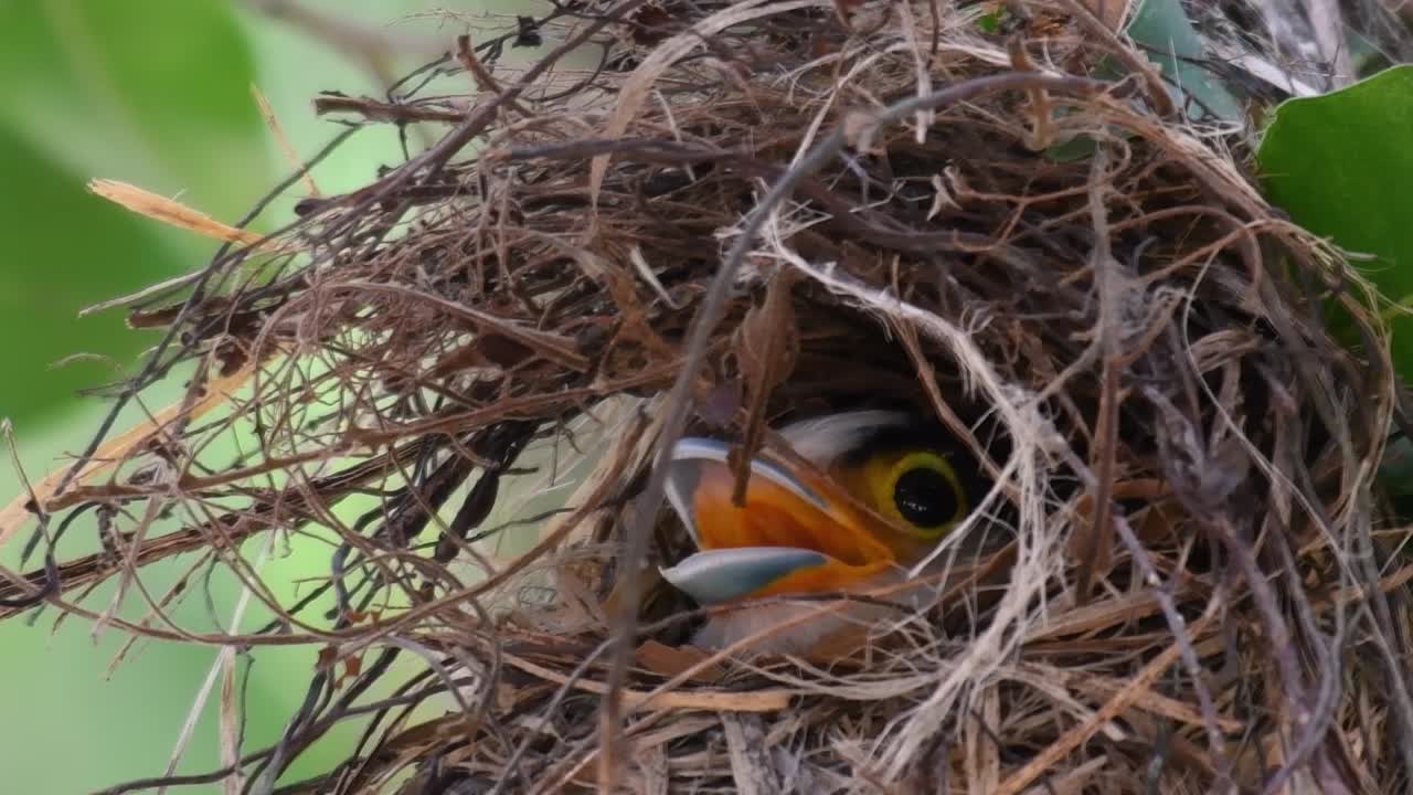 Il beccolargo dal petto argentato è un uccello famoso in Thailandia, sia a livello locale che internazionale.