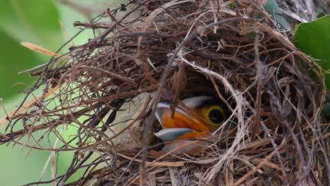 Der-Silberbrust-breitschnabel-Ist-Ein-Berühmter-Vogel-In-Thailand,-Sowohl-Lokal-Als-Auch-International