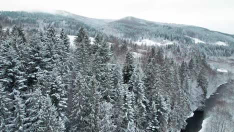 winter in the mountain landscapes with pine trees covered by snow