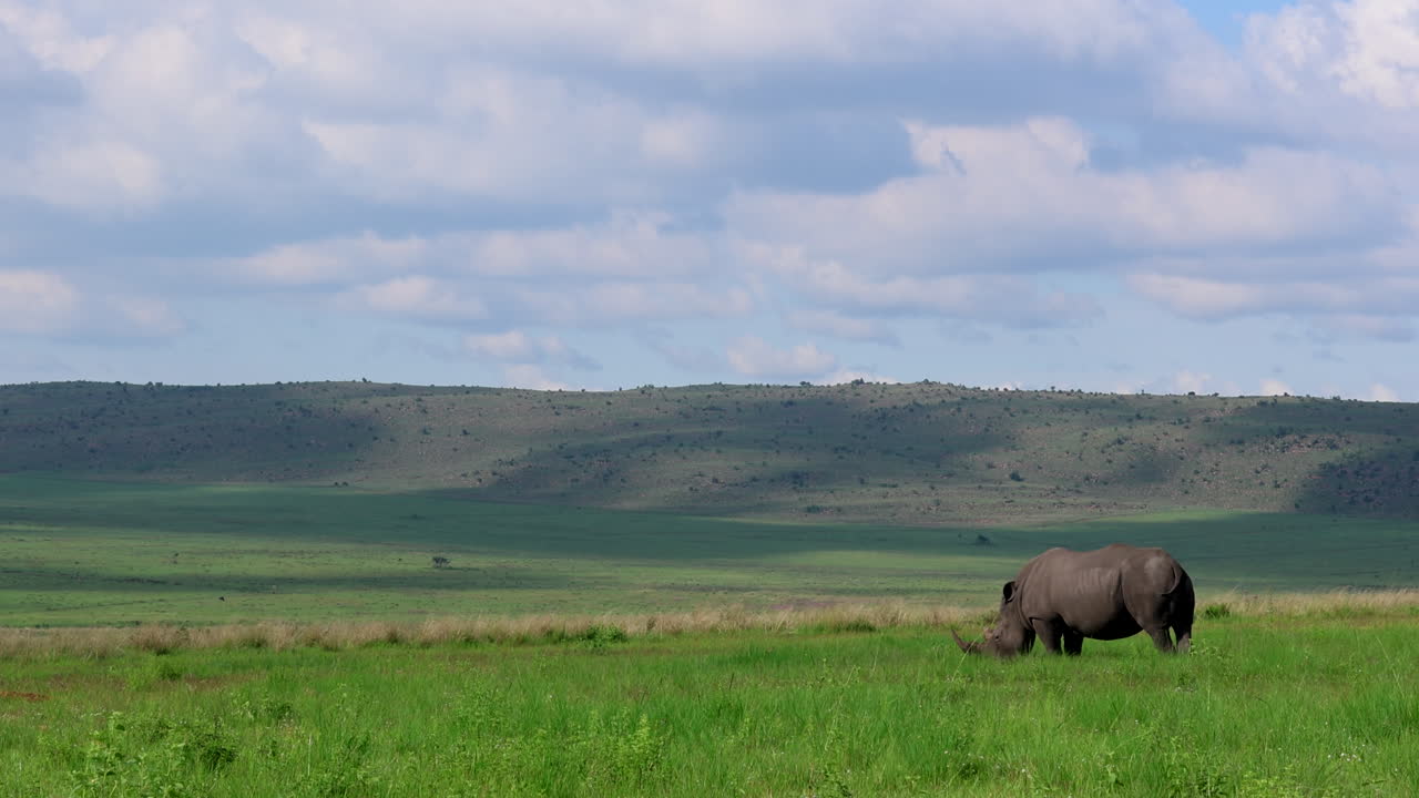 Endangered white rhino grazing on fresh grass in vast field of game reserve