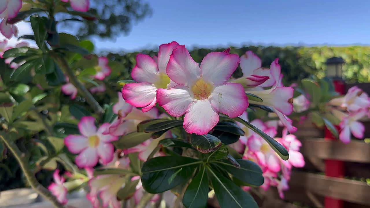 Vibrant Pink and White Desert Rose Flowers Blooming