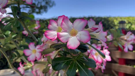 vibrant pink and white desert rose flowers blooming