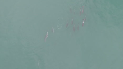 Escuela-Aérea-De-Delfines-Nadando-A-Lo-Largo-De-La-Costa-En-Sudáfrica