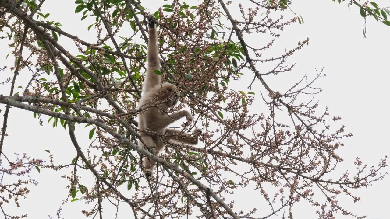 visto dentro del follaje de un árbol frutal extendiendo la mano por algunas frutas para comer mientras se aferra, gibón de manos blancas o lar gibón hylobates lar, tailandia