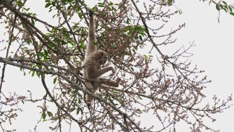 seen within the foliage of a fruiting tree reaching out for some fruits to eat while holding on, white-handed gibbon or lar gibbon hylobates lar, thailand