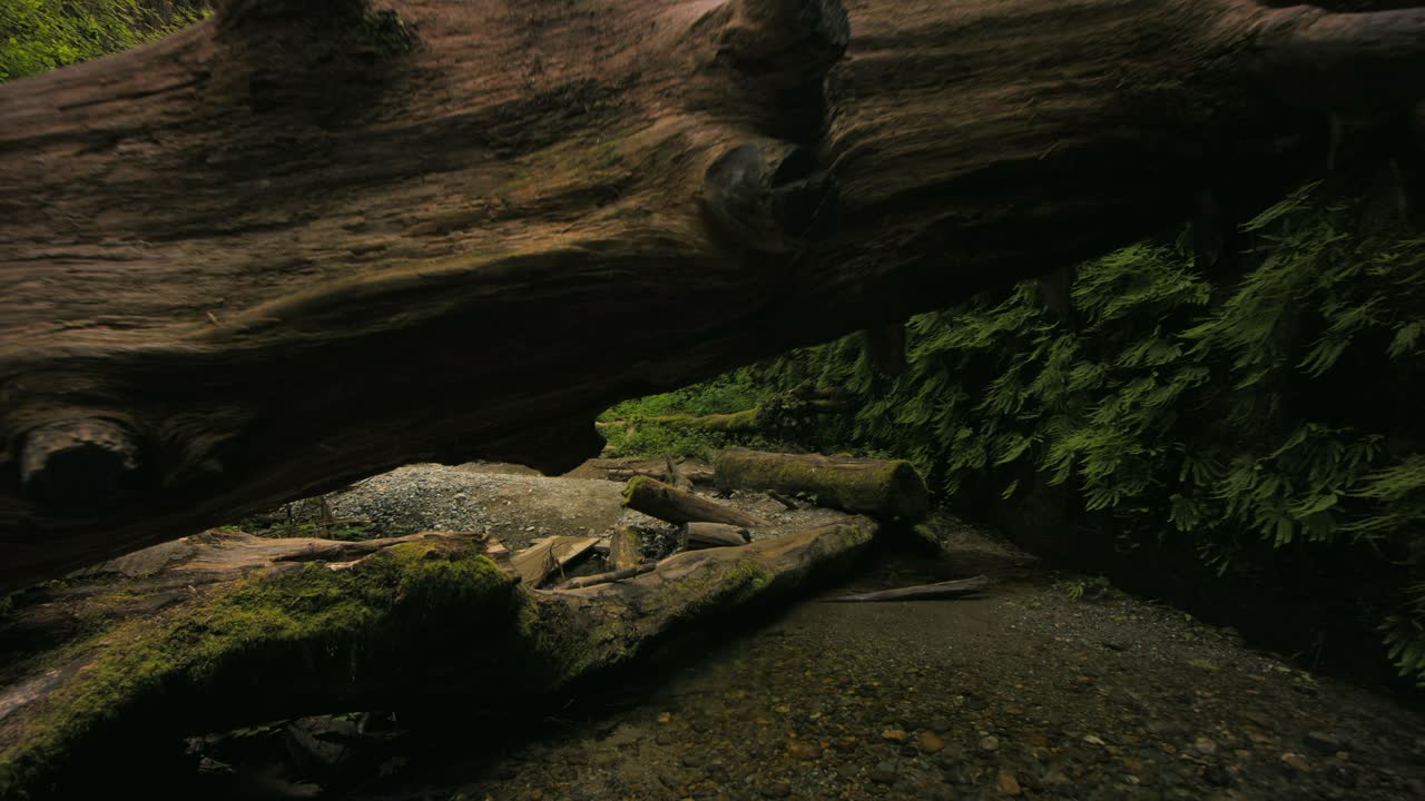 Drone video captures a fallen tree as a natural barrier on a lush forest path, rich with green vegetation. The serene, shadowy scene hints at mystery amidst towering foliage