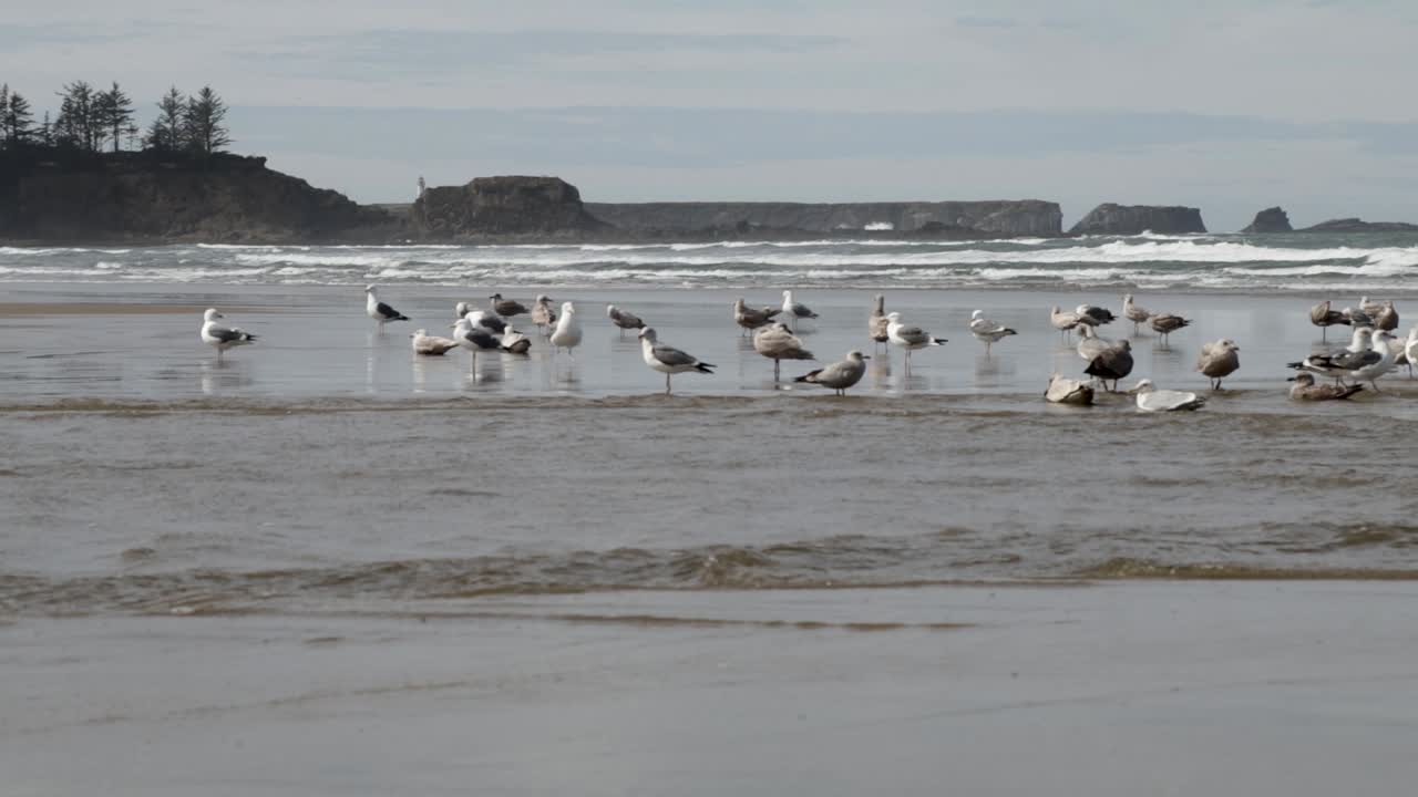 Western Seagull's, both male and female, bath in a shallow river flowing into the Pacific Ocean on the Oregon Coast
