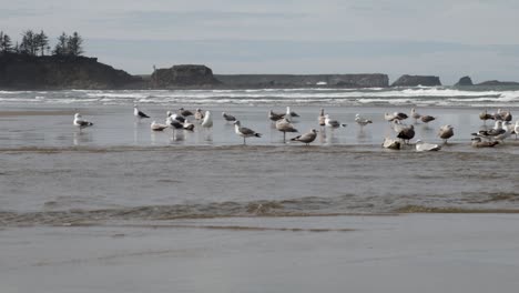 Las-Gaviotas-Occidentales,-Tanto-Masculinas-Como-Femeninas,-Se-Bañan-En-Un-Río-Poco-Profundo-Que-Desemboca-En-El-Océano-Pacífico-En-La-Costa-De-Oregon