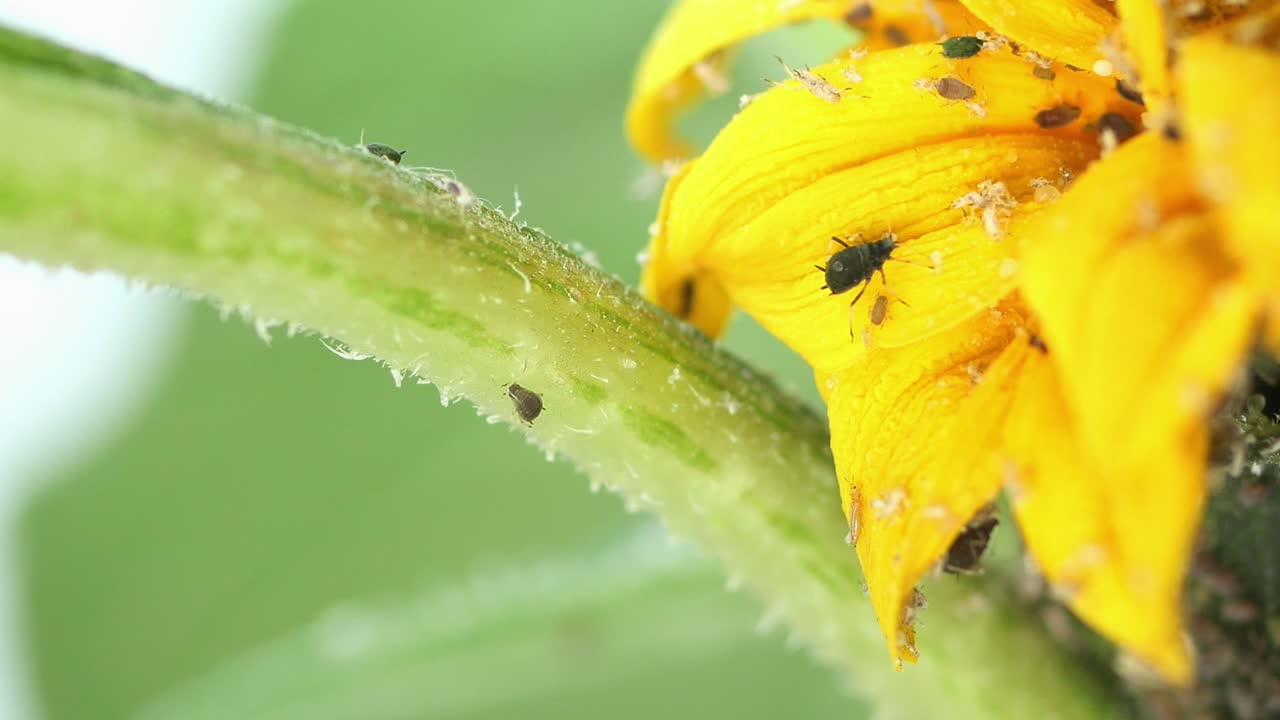 Close up of a sunflower with aphids on it