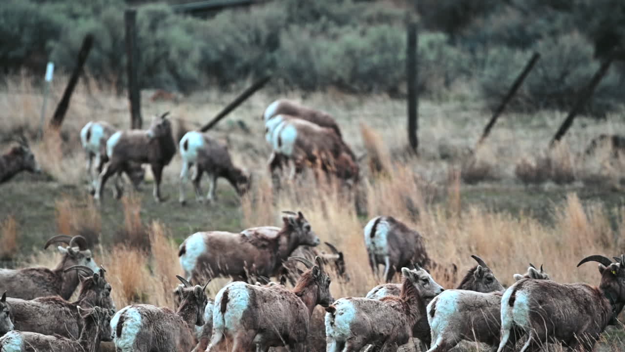 Doğanın Otlak Sakinleri: Kaliforniya Bighornları.