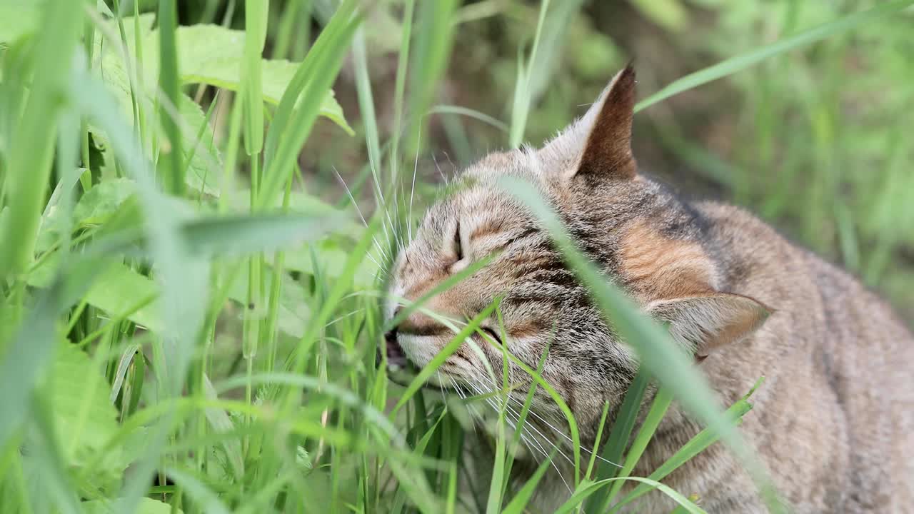 gato en el césped al aire libre