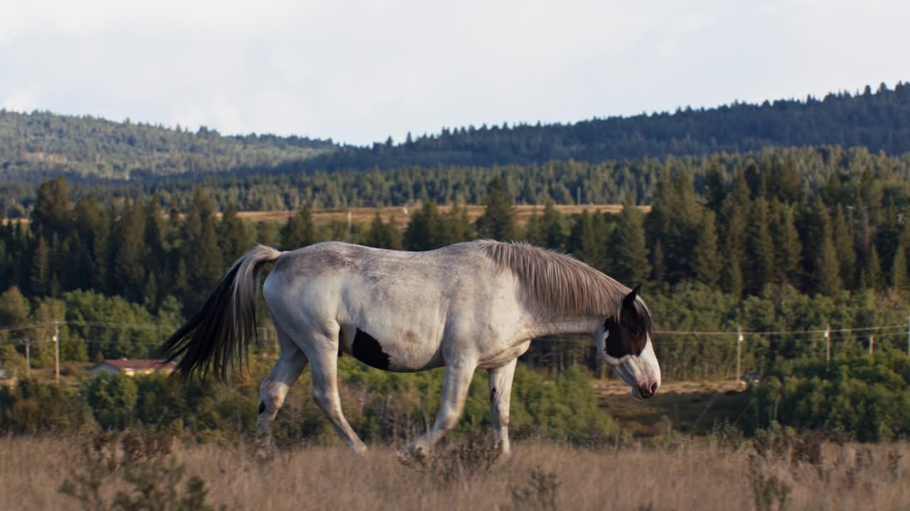 cavallo che cammina con il pene eretto