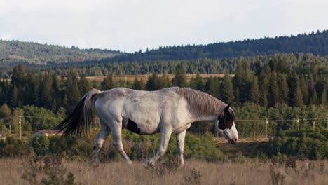 caballo caminando con el pene erecto