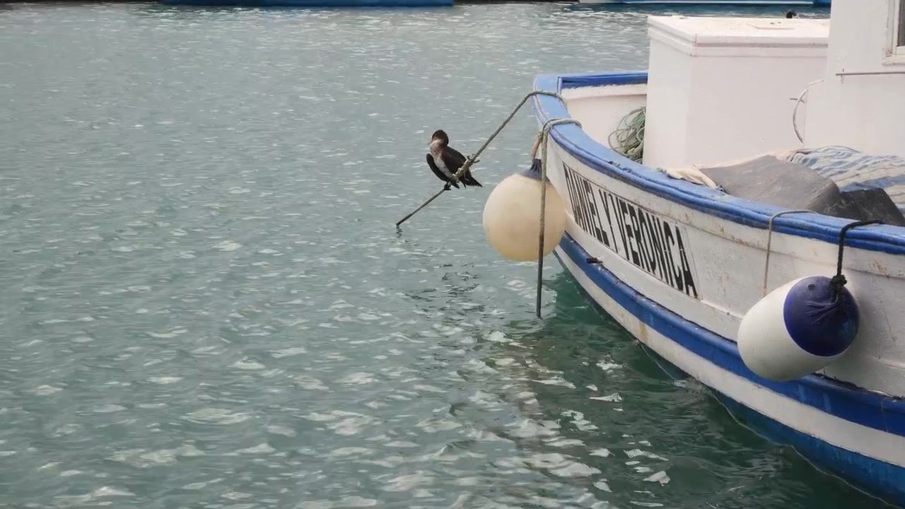 Cormorano selvatico in piedi su una cima d'ormeggio di una tradizionale barca da pesca in legno nell'acqua.