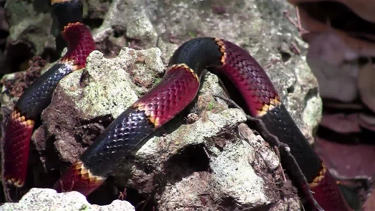una serpiente de coral se arrastra entre las rocas