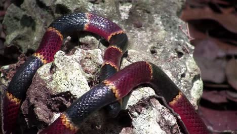 a coral snake crawls amongst rocks