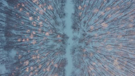 Overhead-Aerial-Drone-shot-snow-winter-forest-sunset-person-walking-middle-frame