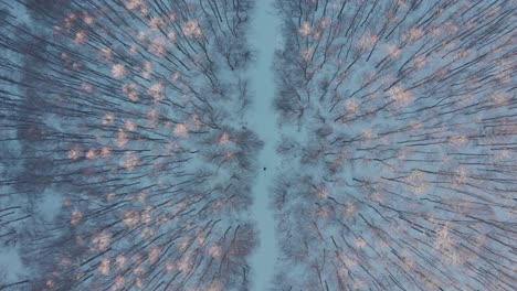 overhead aerial drone shot snow winter forest sunset person walking middle frame