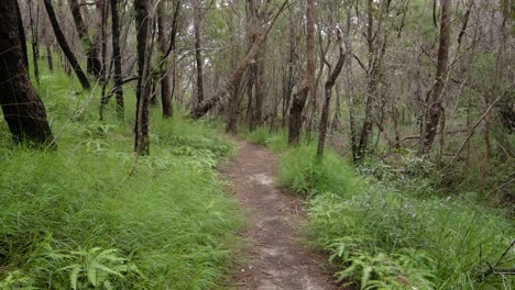 Handheld-Footage-along-the-Dave's-Creek-Circuit-walk-in-Lamington-National-Park,-Gold-Coast-Hinterland,-Australia