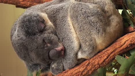 un primer plano vertical de un koala durmiendo en un árbol, en el santuario de animales de brisbane, australia.