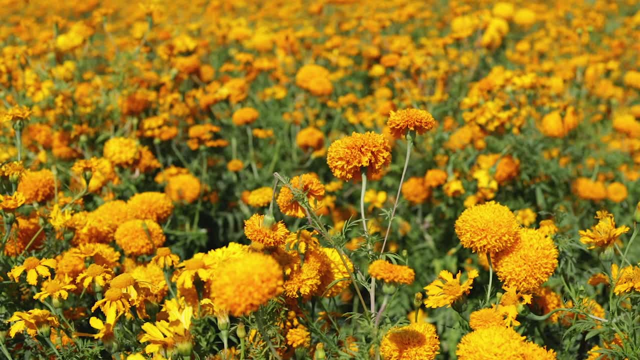filmato di una vista panoramica di una piantagione di fiori di marigold
