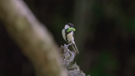 Tit-Oriental-Posado-En-Un-árbol-Con-Insecto-En-Su-Pico-En-Saitama,-Japón