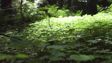 Detail shot of clovers in slow motion