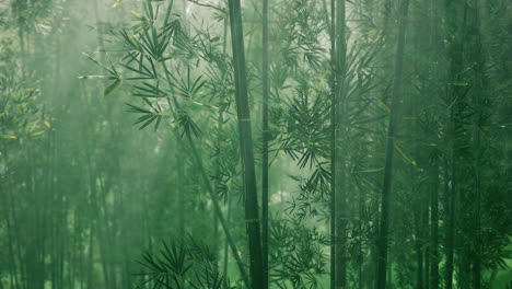 Morning-atmosphere-in-a-bamboo-forest