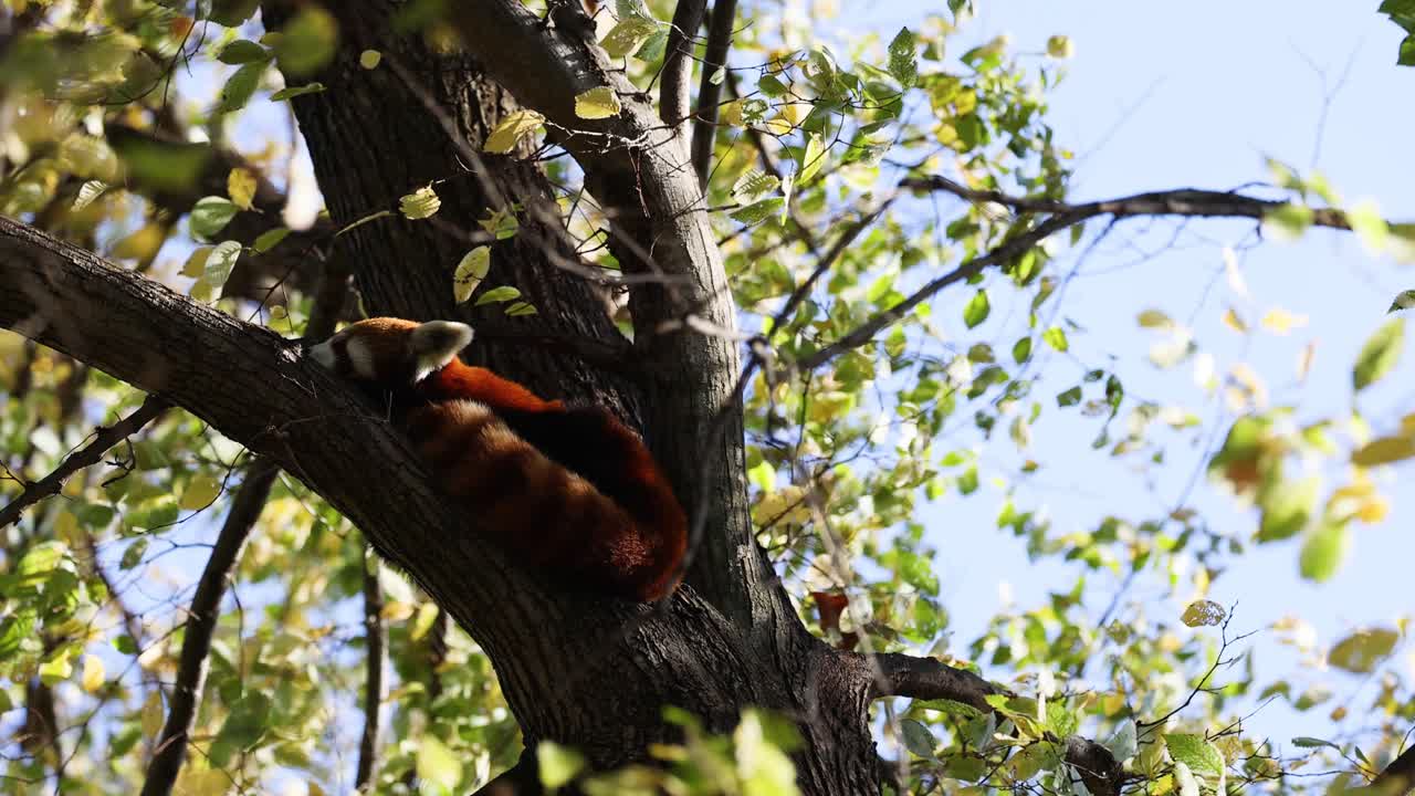 panda roja subiendo a un árbol en el zoológico de melbourne