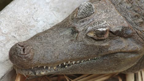 american alligator close-up headshot, closing jaw, bite