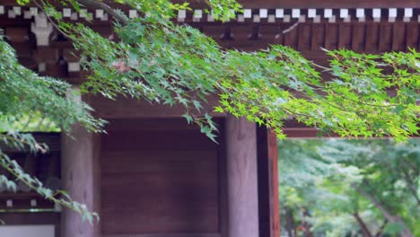 東京的樹木是夏天高溫的理想盟友, 葉子和樹木的綠色平靜和清爽心靈